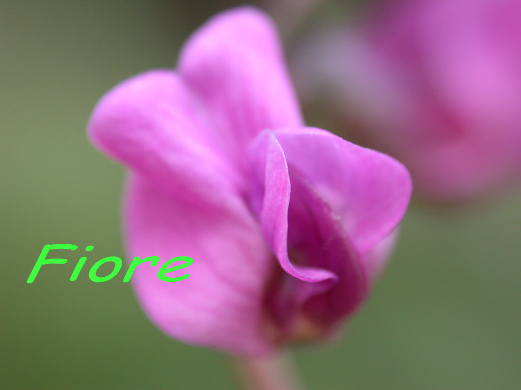 Lathyrus linifolius / Cicerchia a foglie di lino